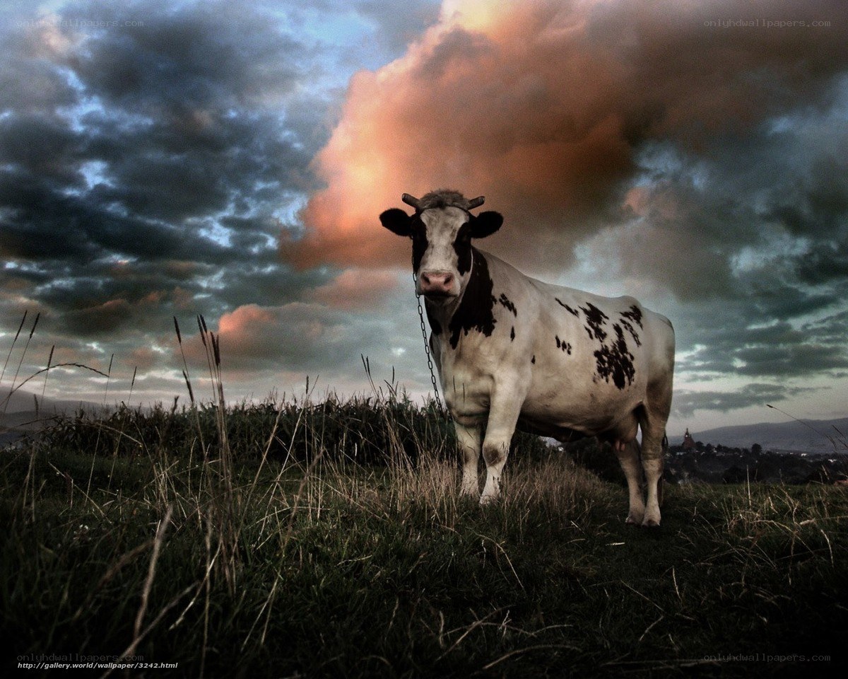 Cow in dramatic sky