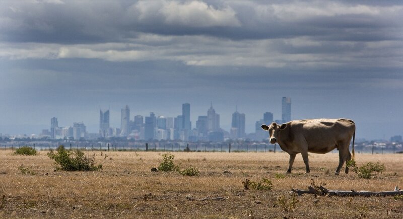 Cow in dry field with city skyline