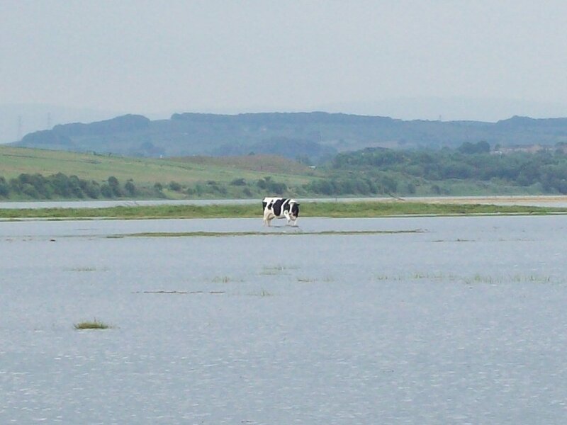Cow in Flooded Field