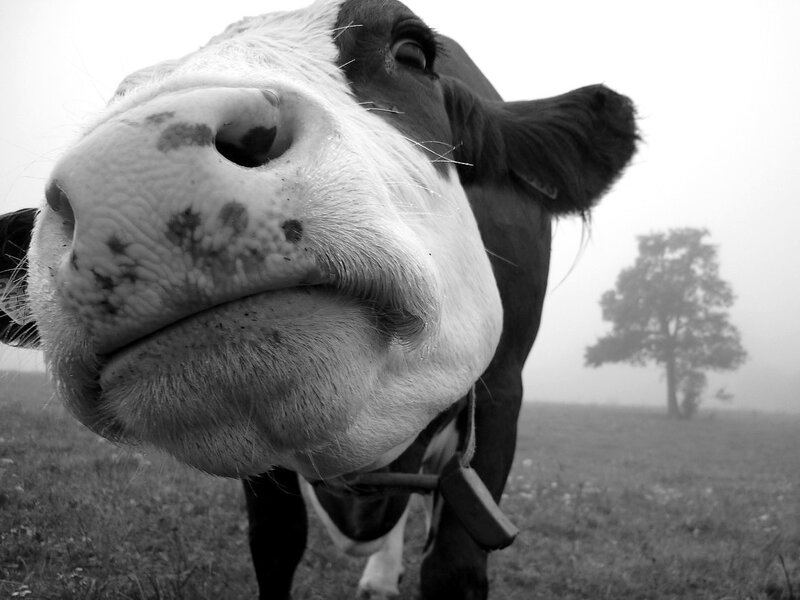 Cow in Foggy Field — Black