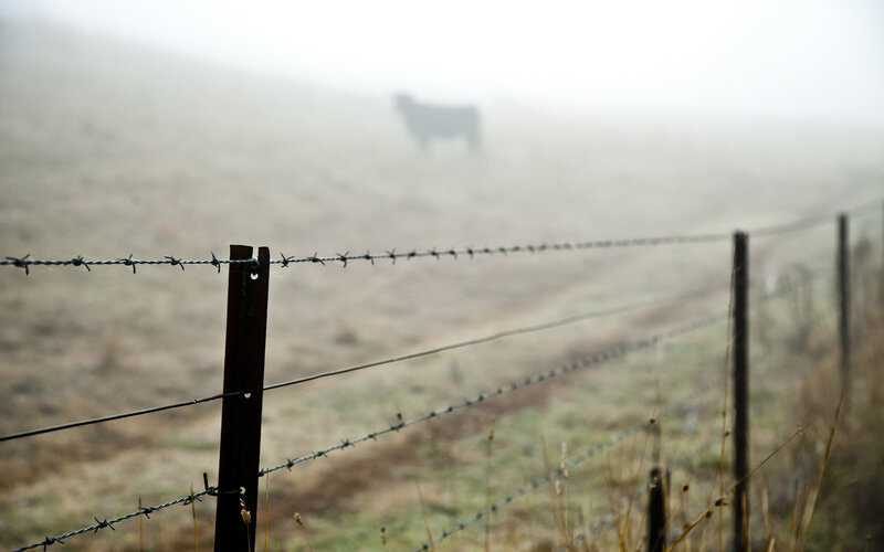 Cow in Foggy Field — Gray