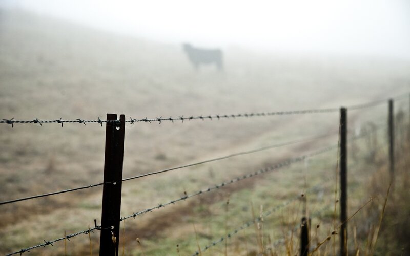 Cow in foggy field