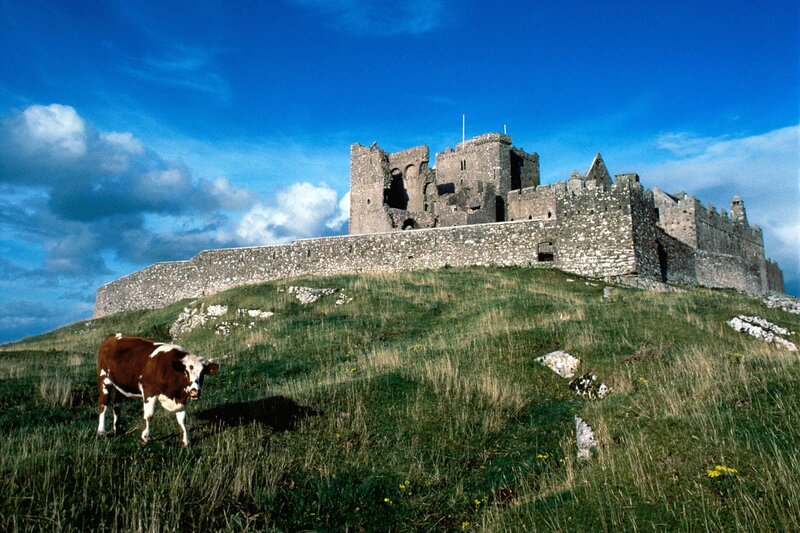 Cow in front of a castle