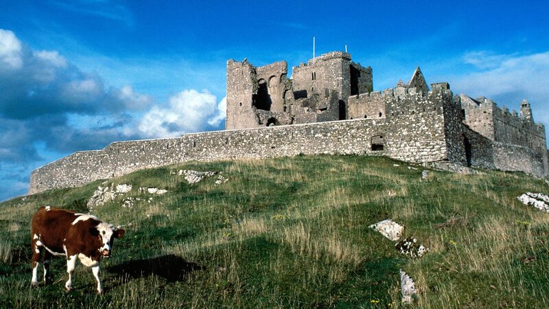 Cow in front of a castle