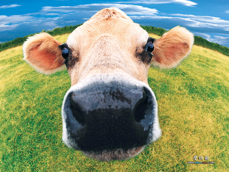 Cow in Grass Field