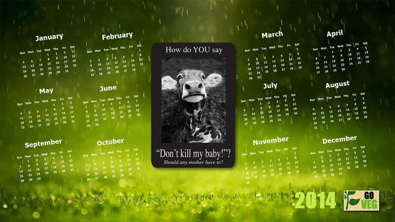 Cow in Grass