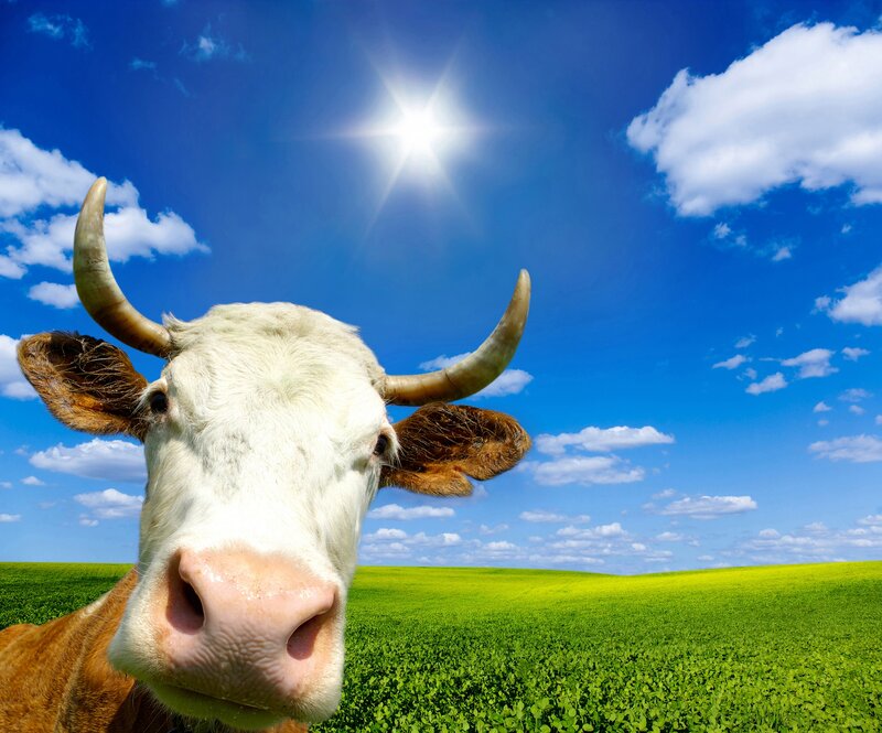 Cow in Green Field — Blue
