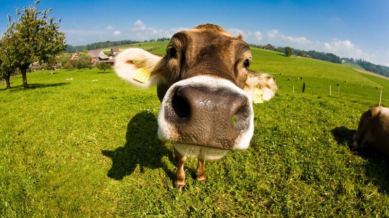 Cow in Green Field — Serene, Afternoon