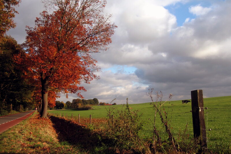 Cow in Green Field — Serene