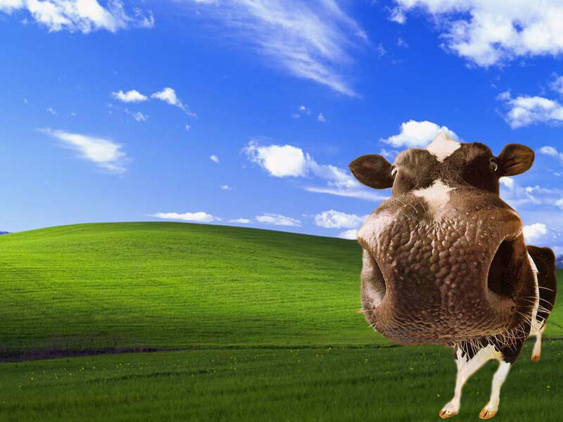 cow in green field