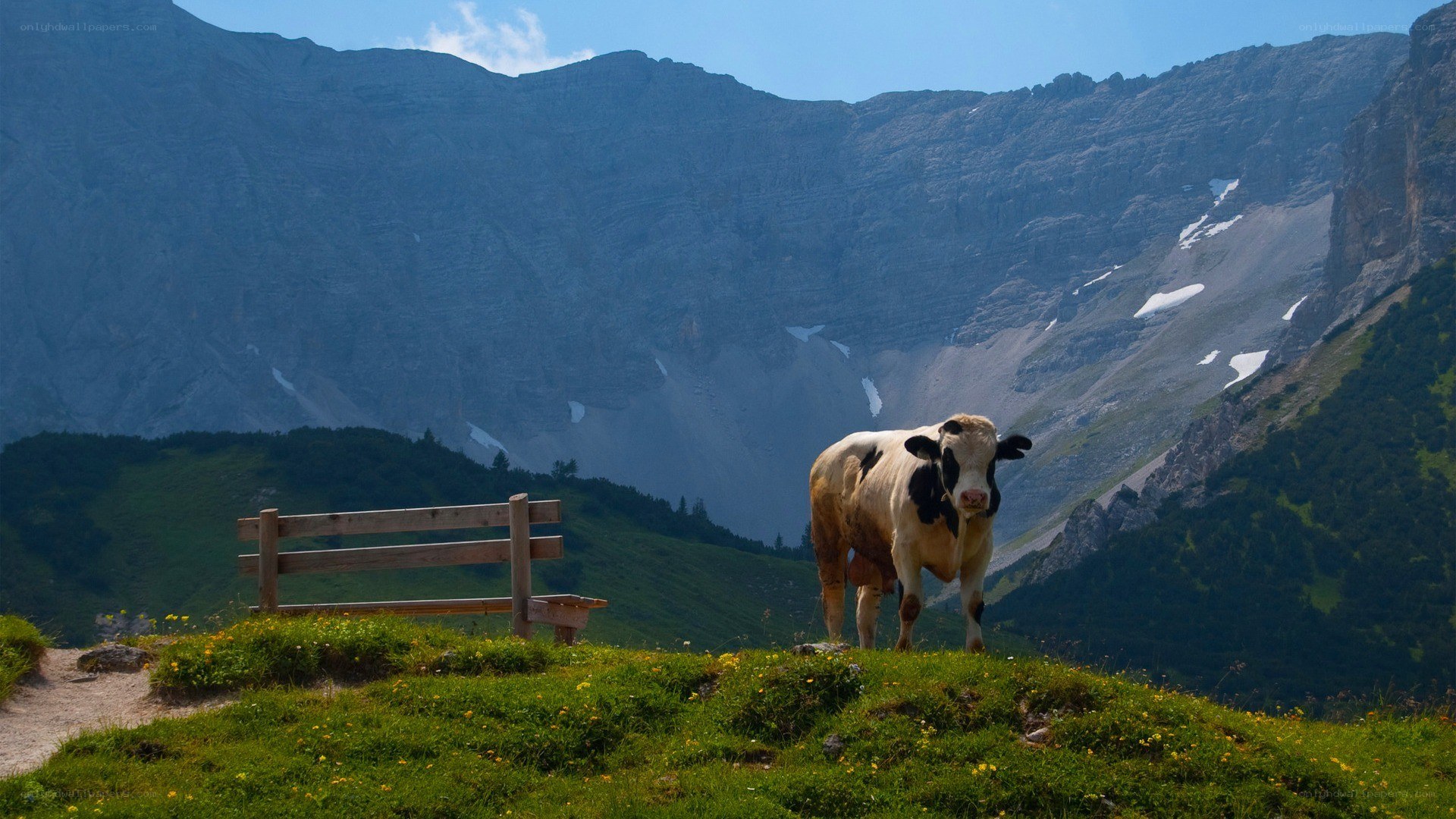 Cow in mountain landscape