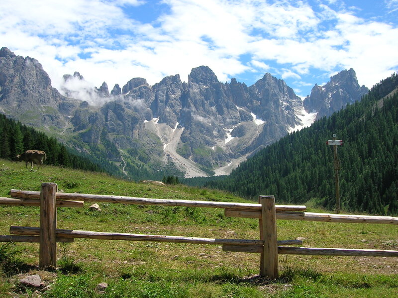 Cow in Mountain Valley