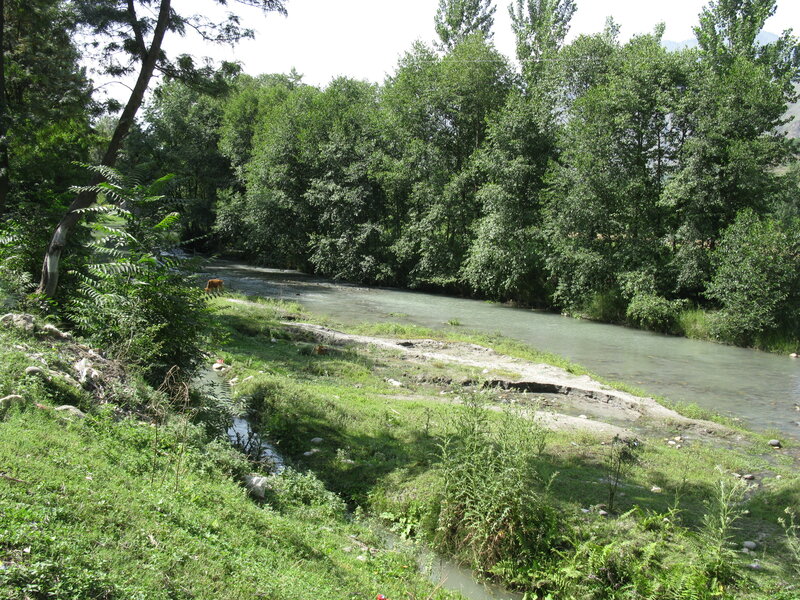 Cow in River