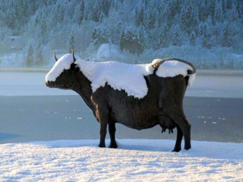 cow in snowy landscape