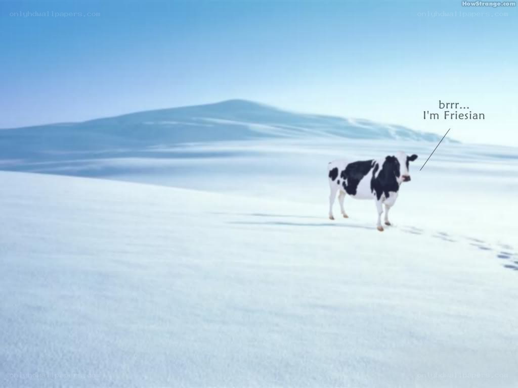 cow in snowy landscape