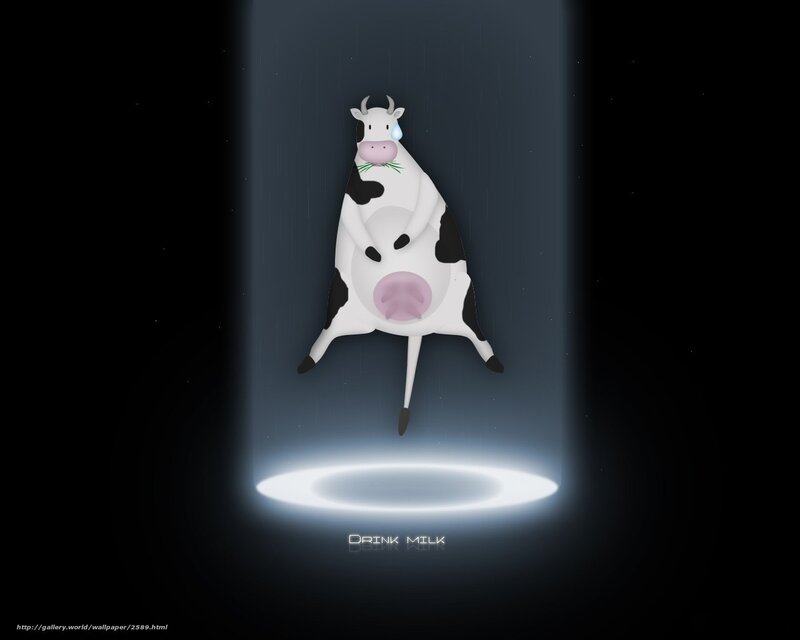 Cow in spotlight