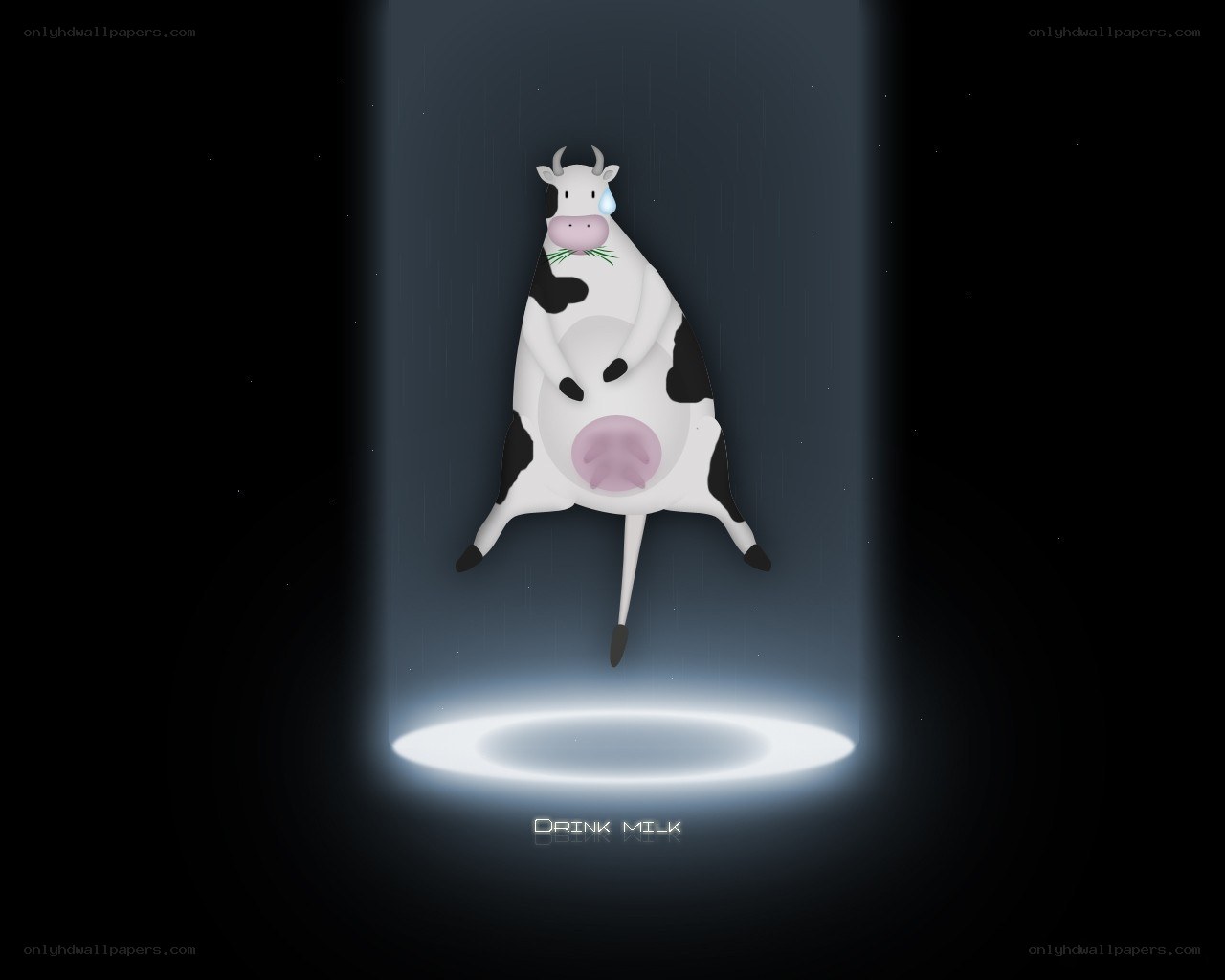 Cow in spotlight with milk