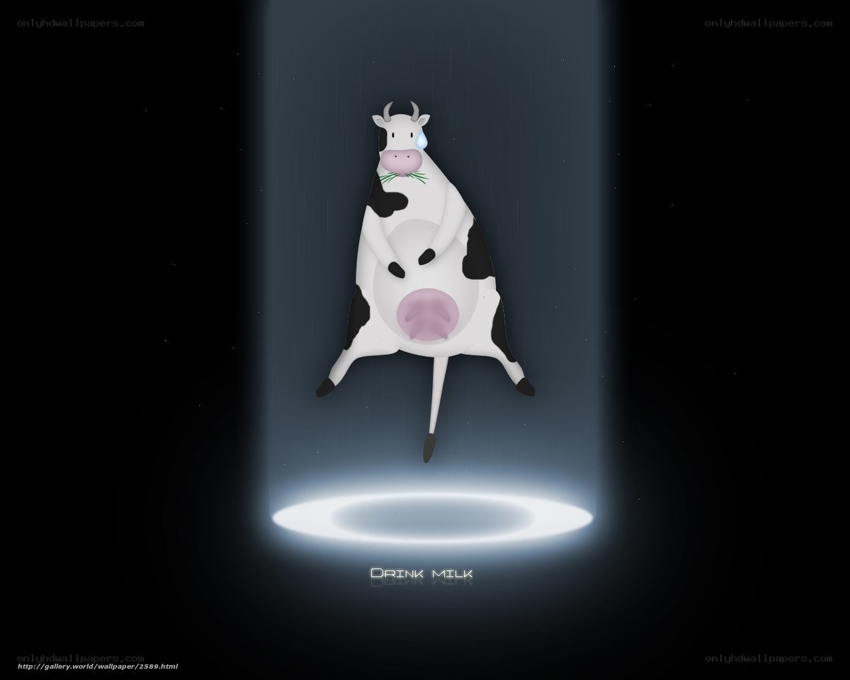 Cow in spotlight