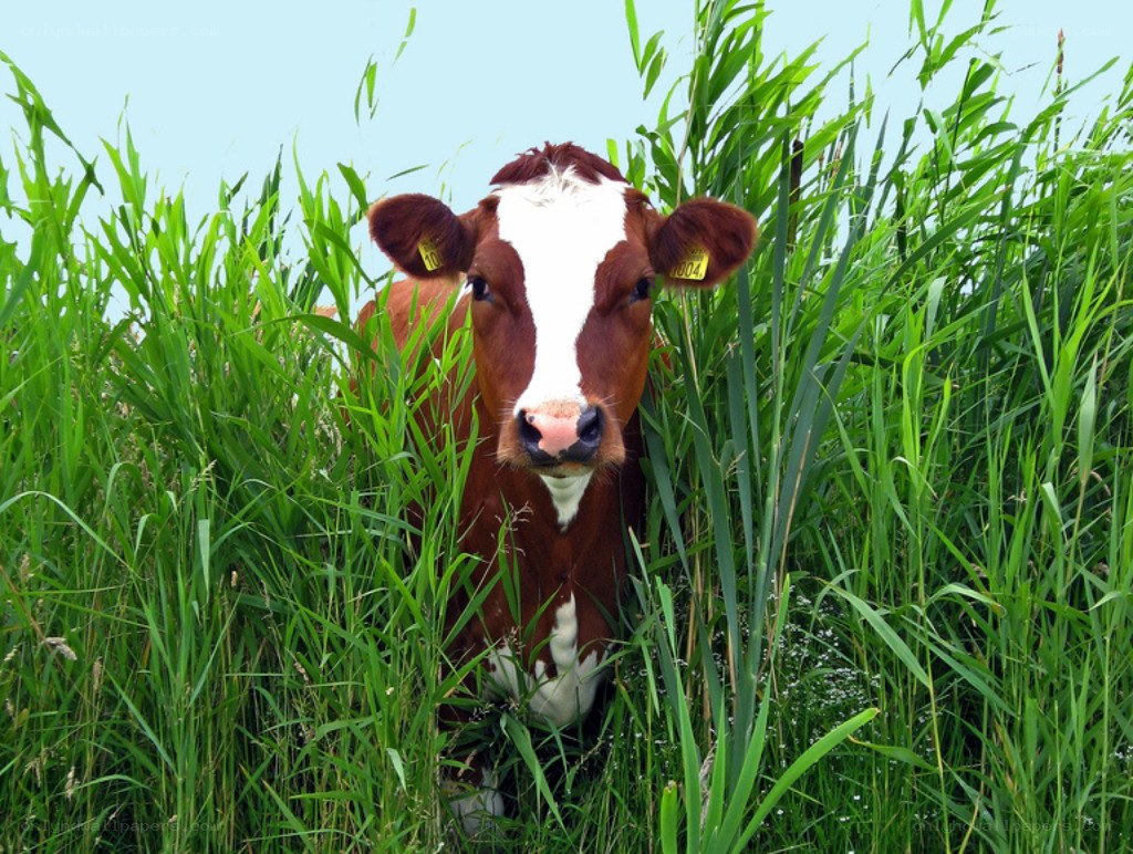 cow in tall grass
