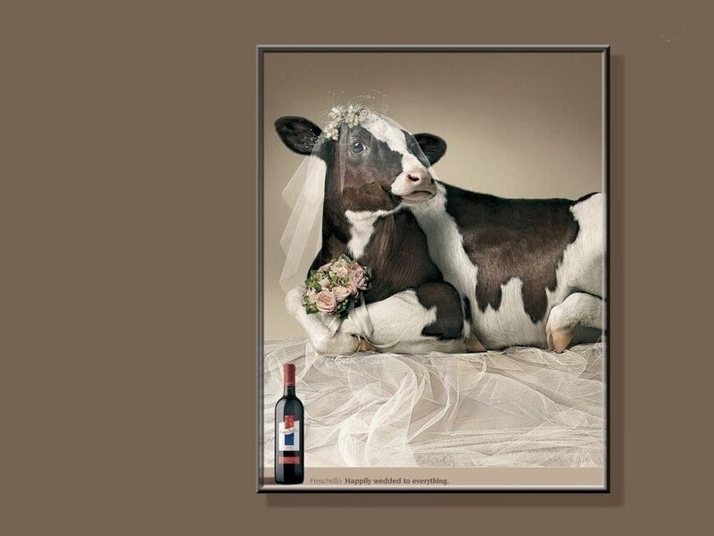 Cow in Wedding Attire