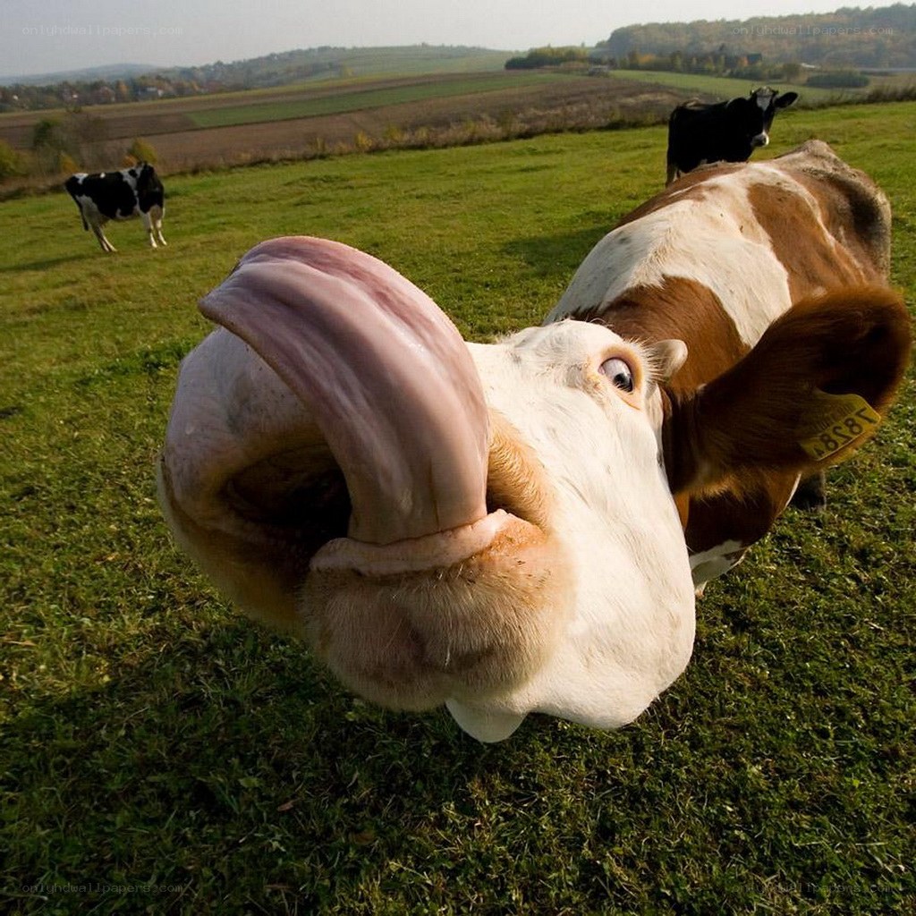 Cow licking camera lens
