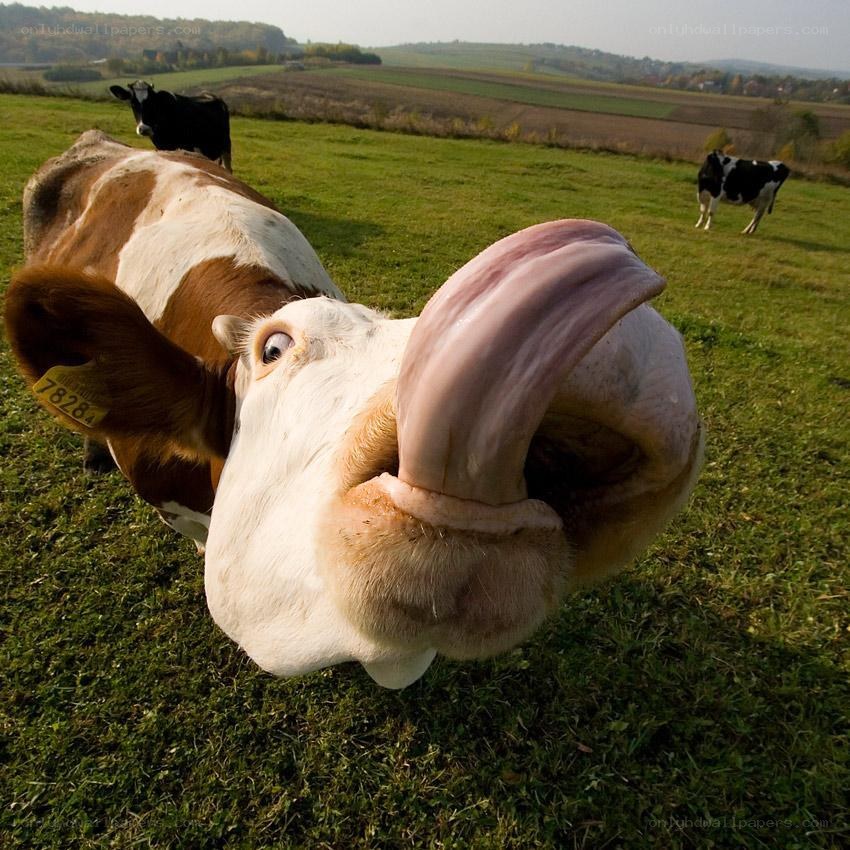 Cow licking camera lens