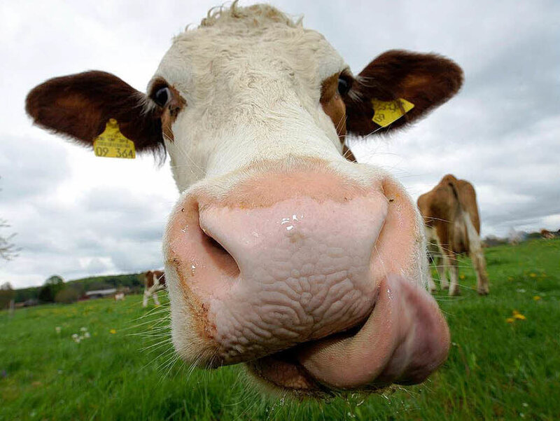 Cow Licking Camera