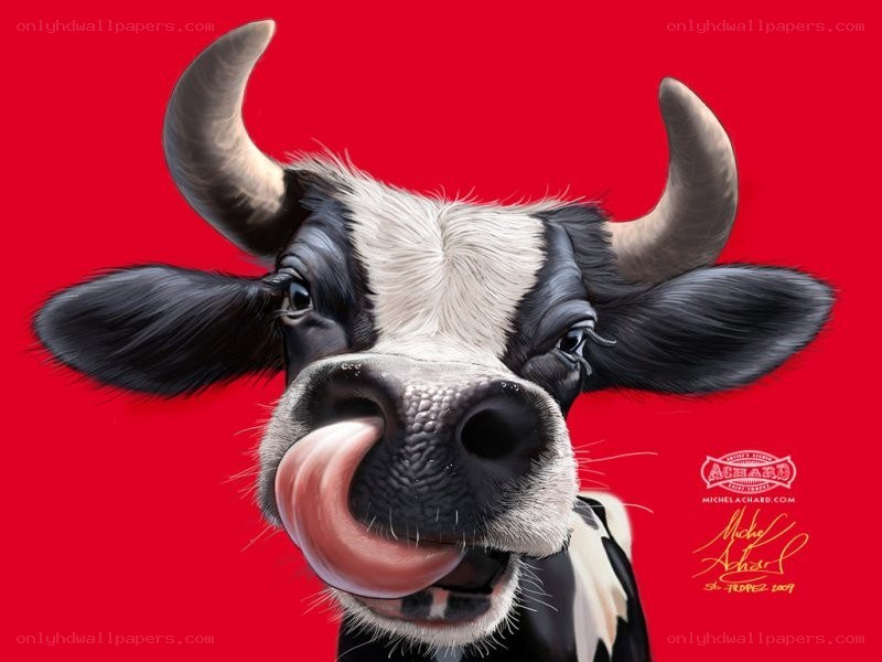 Cow licking its nose