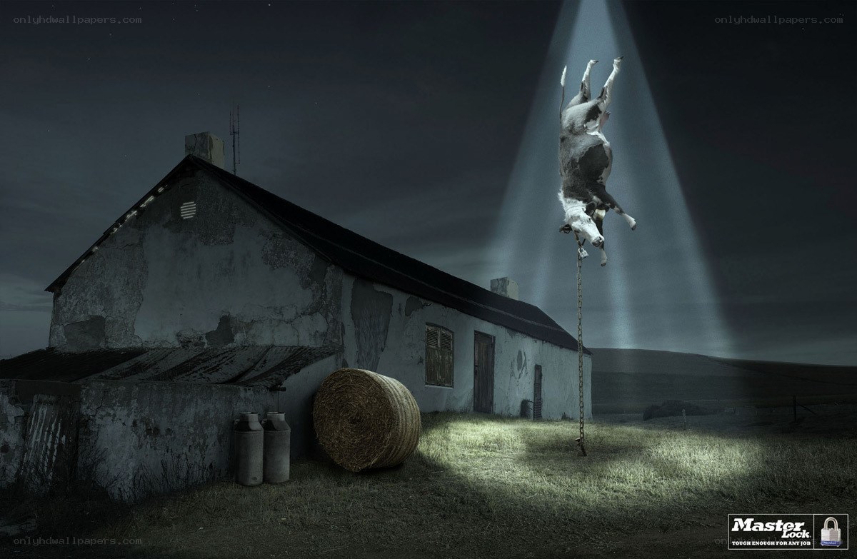 Cow lifted by spotlight