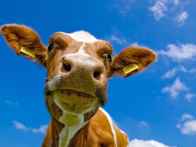 cow looking at camera
