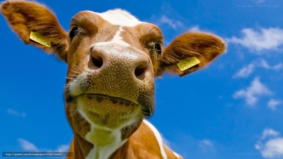 Cow looking at camera