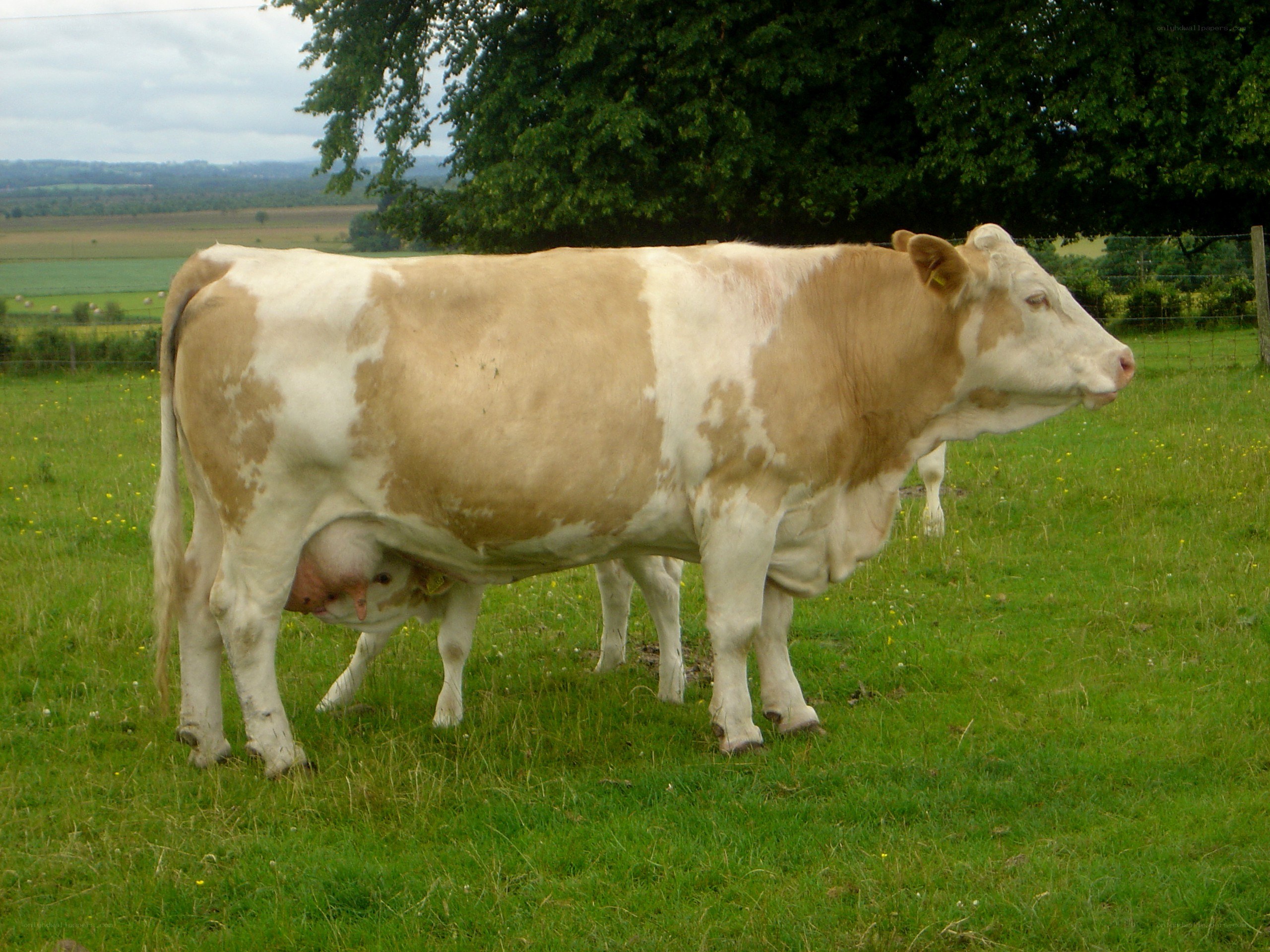 cow nursing calf in field