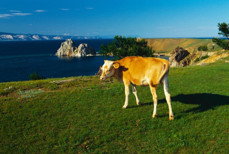 Cow on a grassy hill by the sea