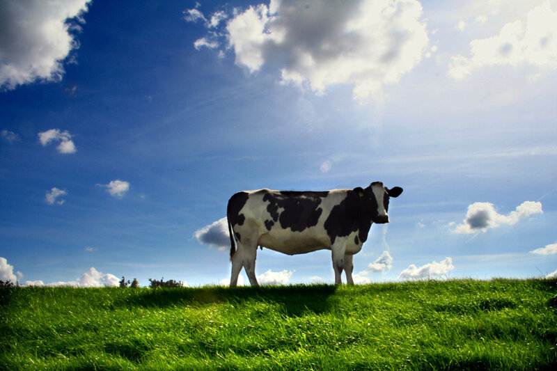 Cow on a grassy hill