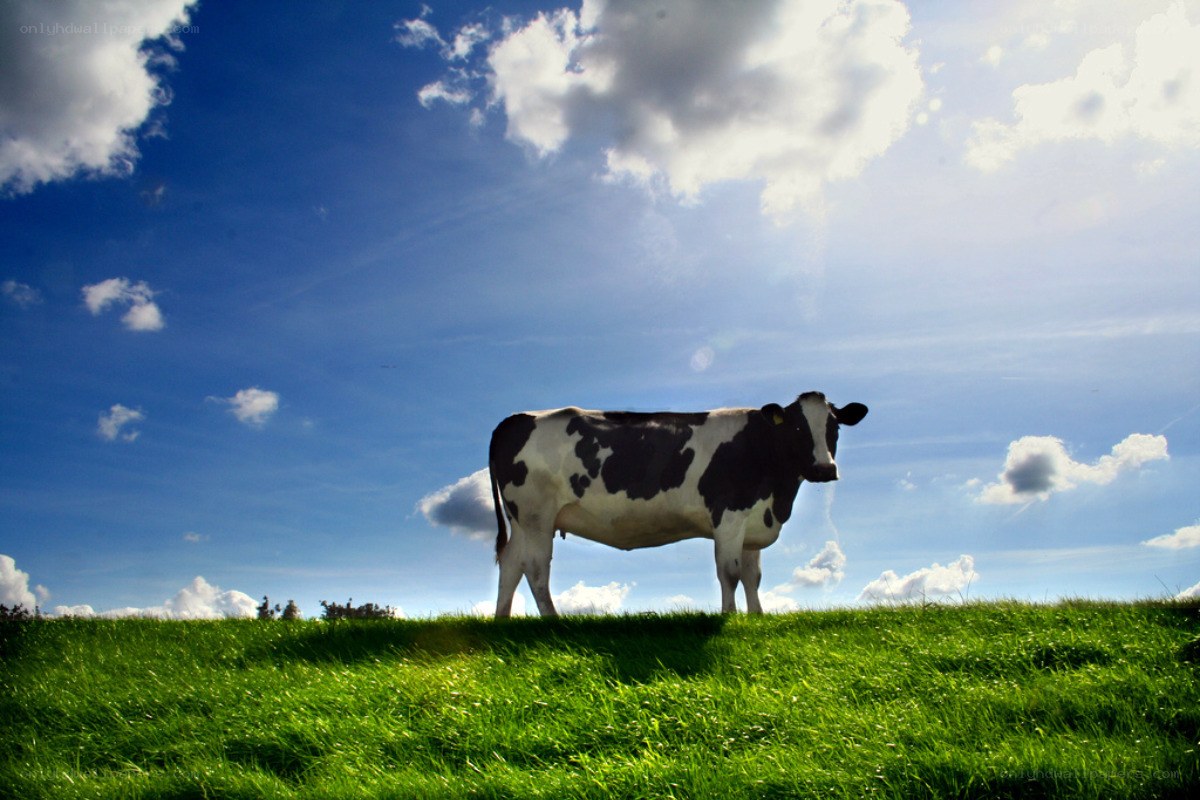 Cow on a grassy hill