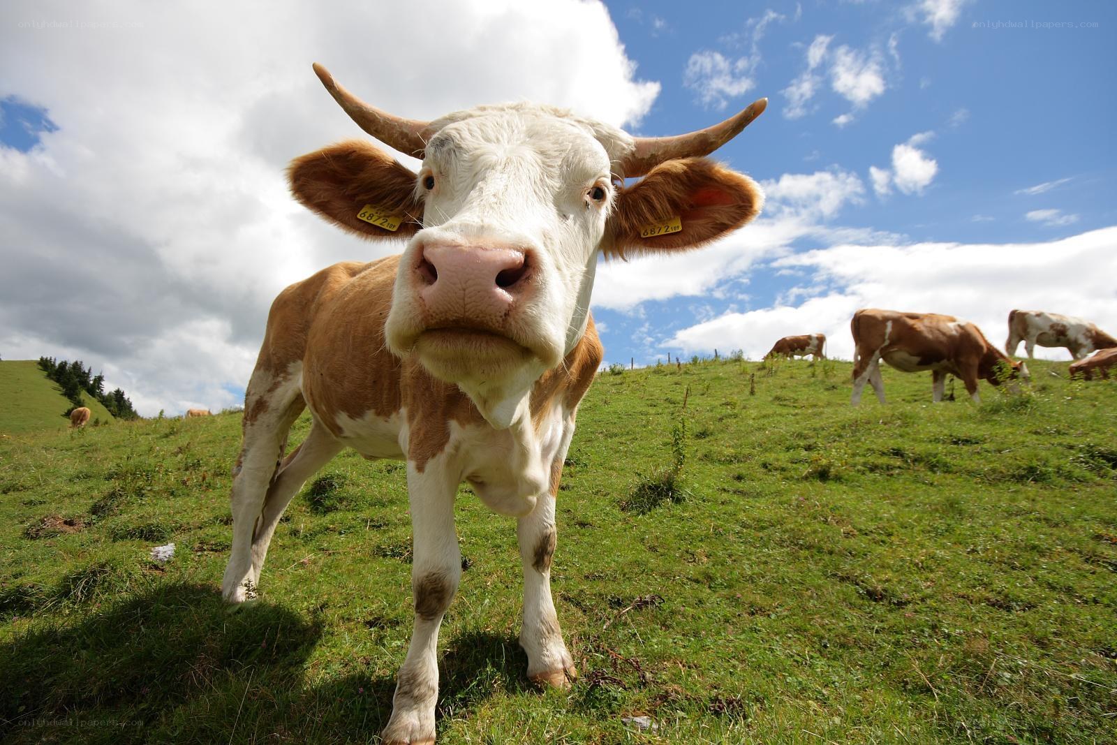 Cow on a green hillside