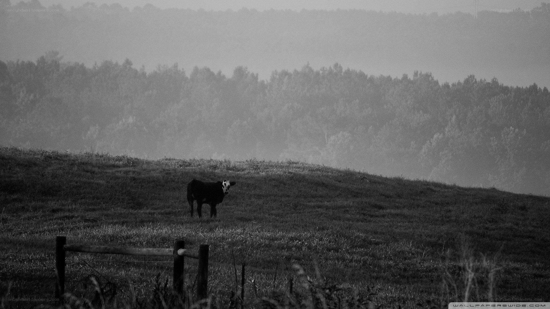 cow on a misty hill