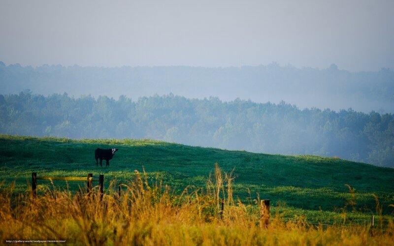 Cow on a misty hillside