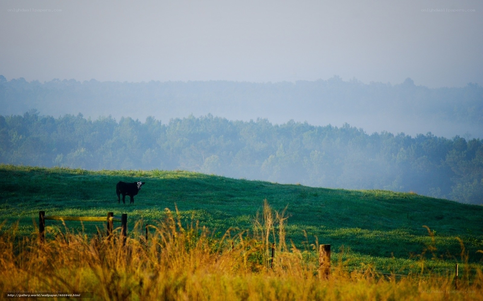 Cow on a misty hillside