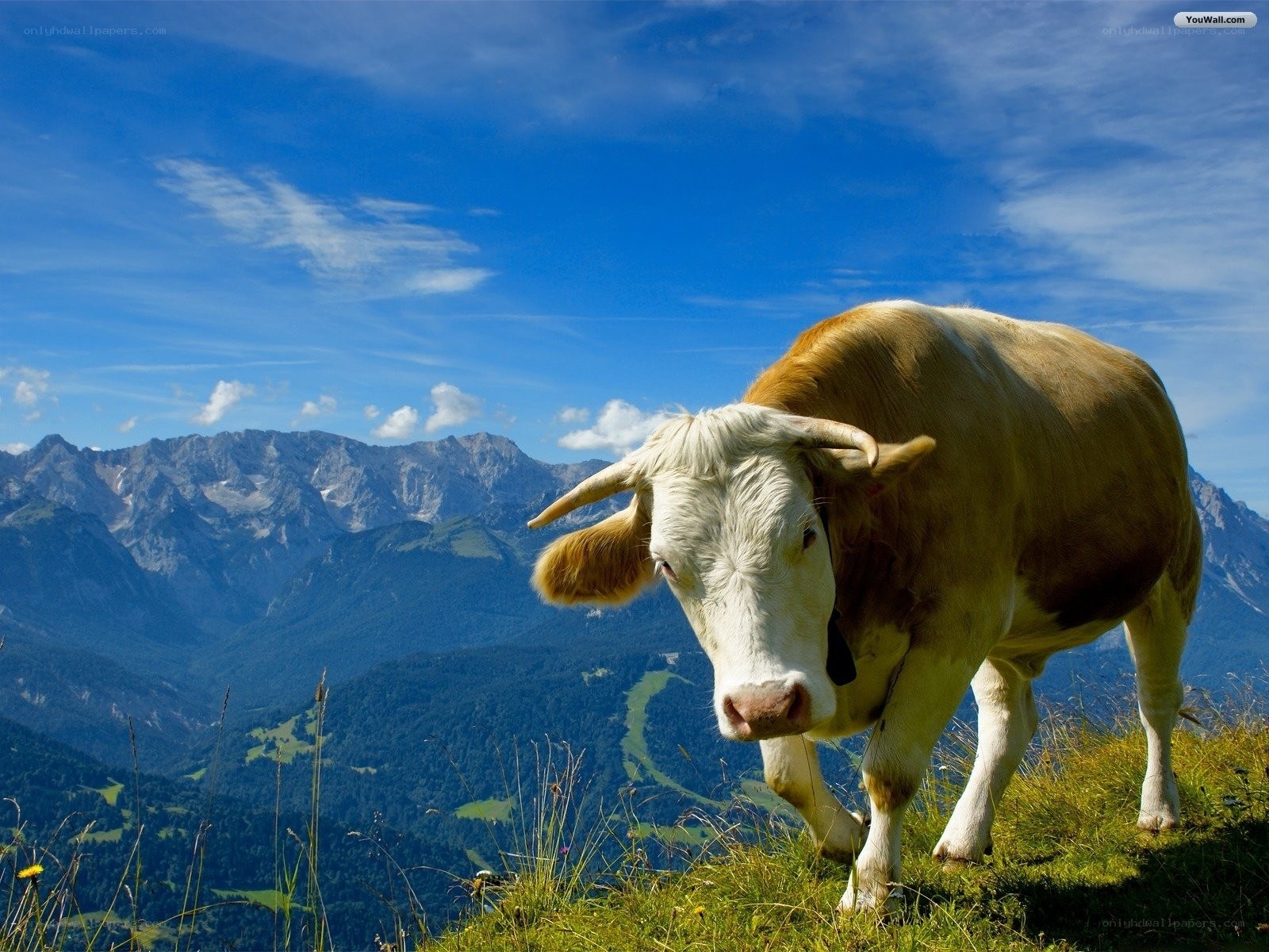 Cow on a mountain hill