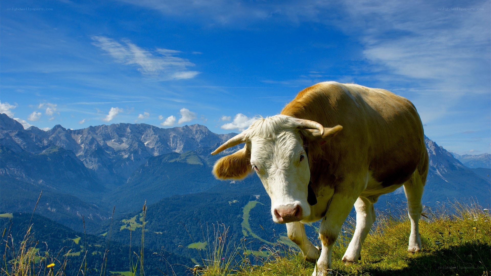 Cow on a mountain hillside
