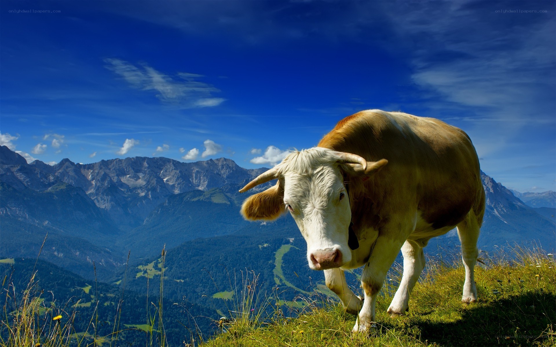 Cow on a mountain hillside