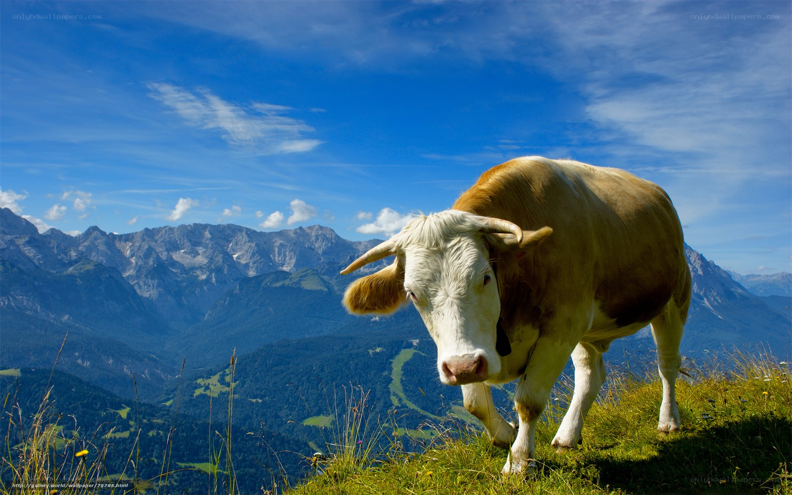 Cow on a mountain meadow