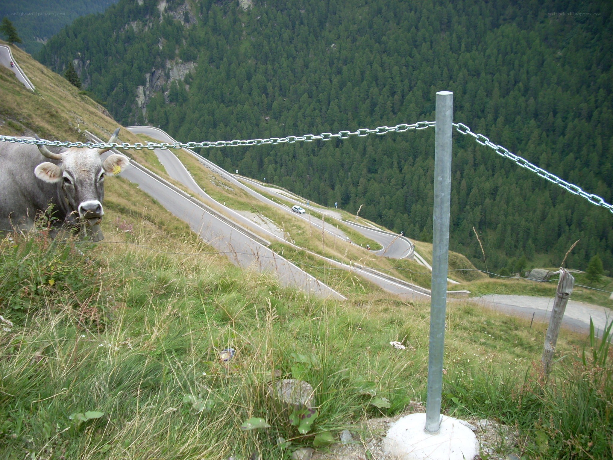 Cow on a mountain road
