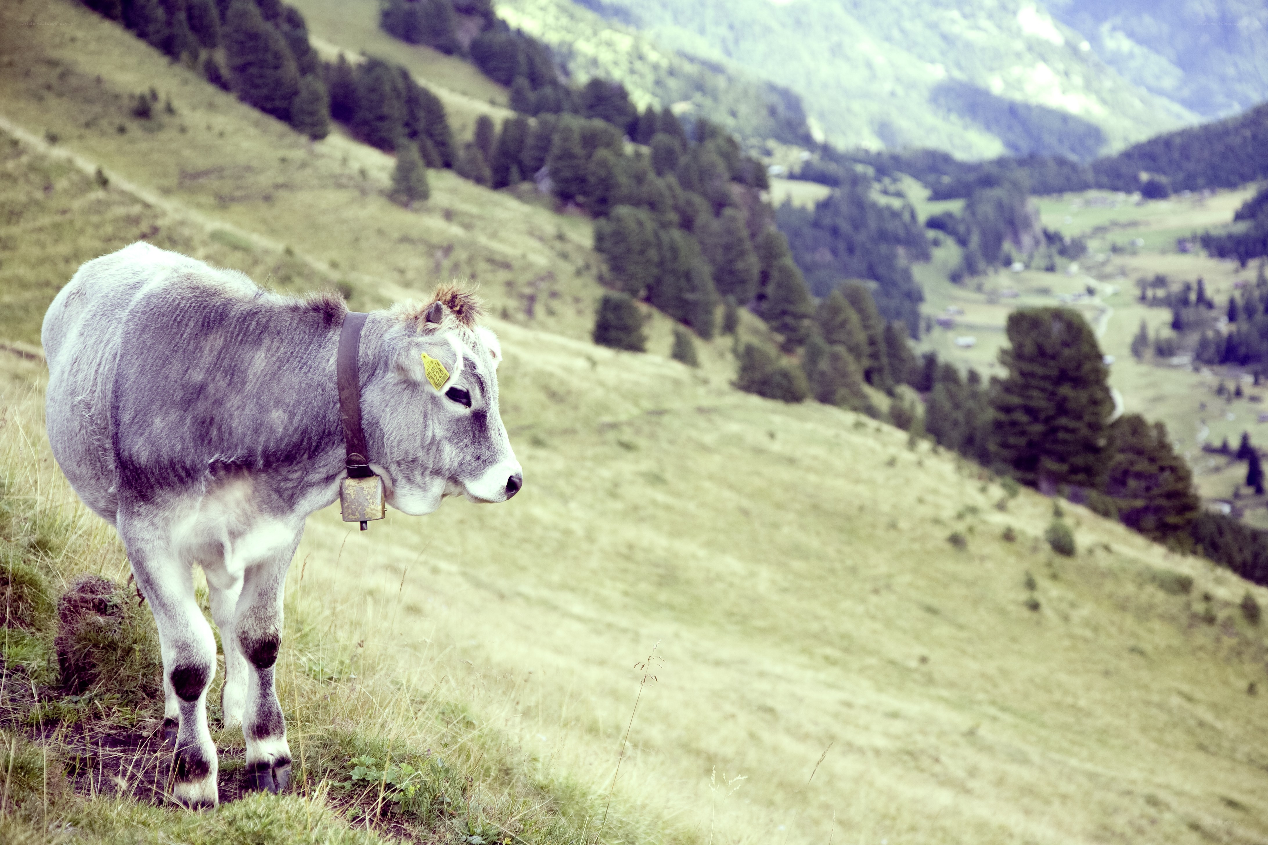 Cow on a mountain slope