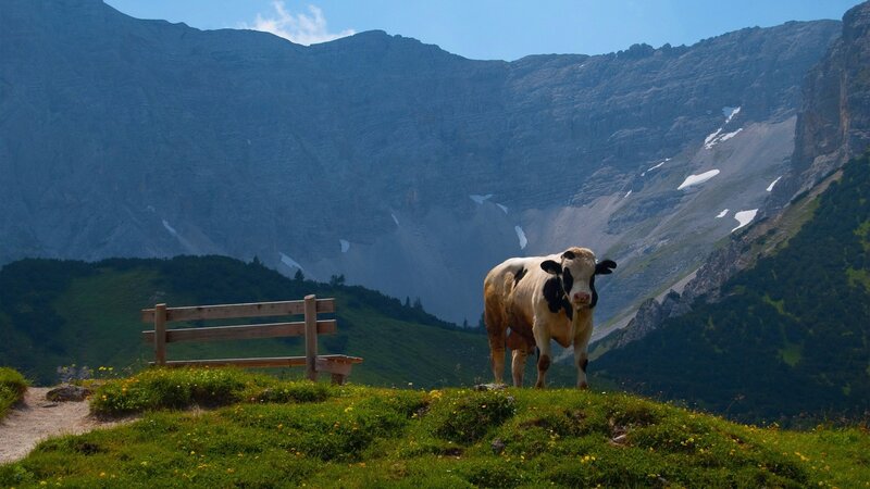 Cow on a Mountain