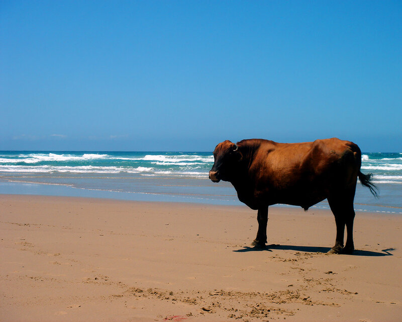 Cow on a sandy beach