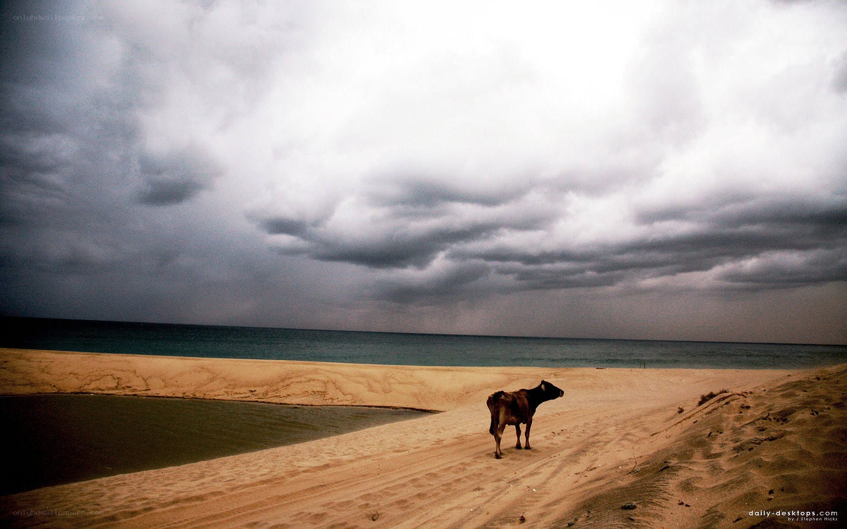 Cow on a stormy beach