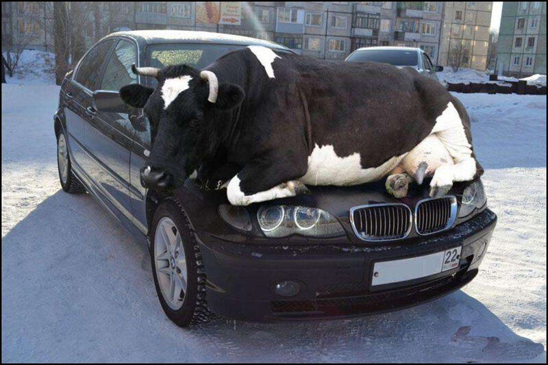Cow on Car Hood