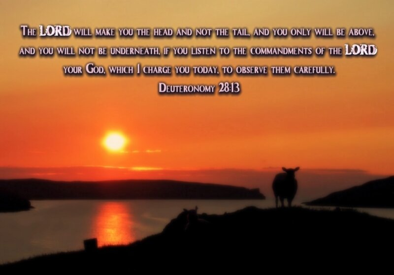 Cow on Hill at Sunset — Orange